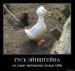  фотография #13