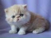 Віка Строїн фотография #40 (источник - https://vk.com/id58807635)