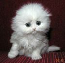 Фотография Ланцуты Евгения