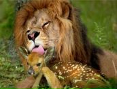 Фотография Чернышевой Светланы