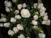 Фотография Медведевой Ирины