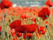 Фотография Журавлевой Ирины