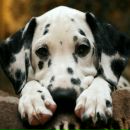 Фотография Ягодаровой Яны