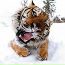 Сергій Медведов фотография #42 (источник - https://vk.com/id105781228)