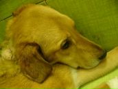 Фотография Савченко Валентина