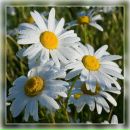 Фотография Tarolog Lidiya-Sycheva