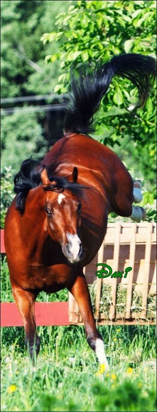 Ре Дакота фотография #18