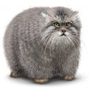 Свин ^_^ фотография #29 (источник - https://vk.com/id60082165)