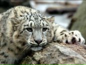 Фотография Кибирова Владимира