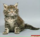 Ник Ник фотография #1