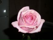 Фотография Сулимовой Юлии