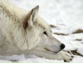 Фотография Отто Маши