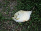 Александр Игнатенко фотография #39 (источник - https://vk.com/id24388063)