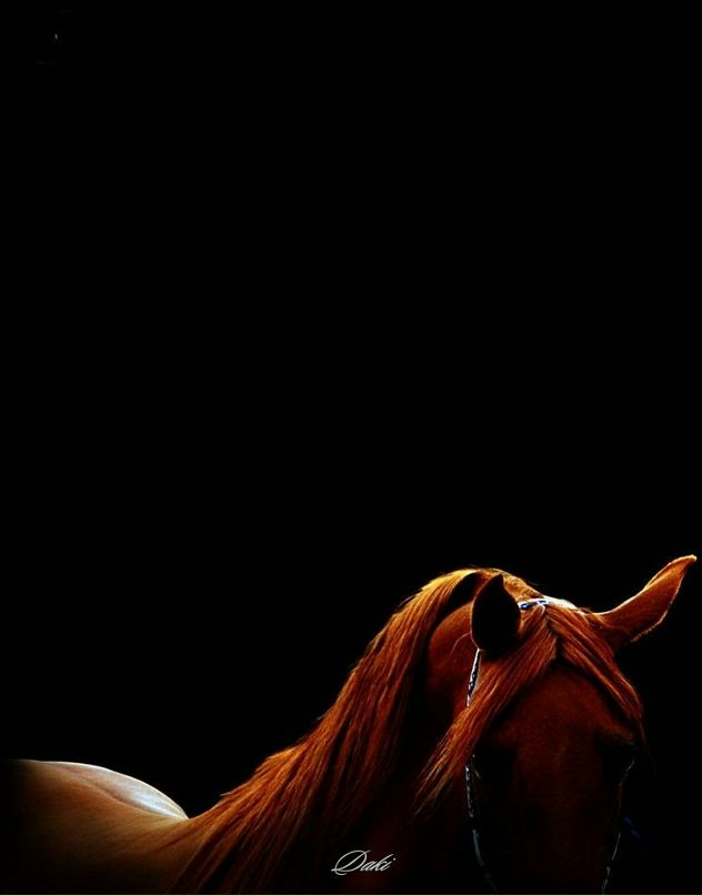 Ре Дакота фотография #14