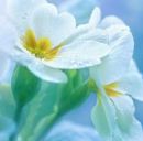 Настя Євдощук фотография #11 (источник - https://vk.com/id163610702)