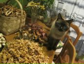 Фотография Руденко Алены