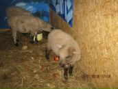 Вася Зіник фотография #15 (источник - https://vk.com/id84672920)