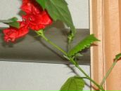 Світлана Побережна фотография #48 (источник - https://vk.com/id56759190)