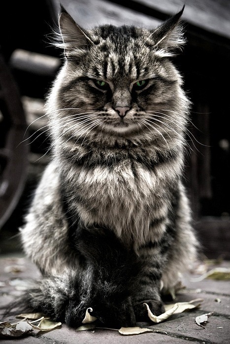 Тёма Ми фотография #36