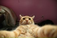 Фотография Никифорова Алексея