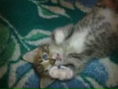 Фотография Кудряшова Даша