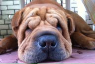 Дима Димов фотография #12 (источник - https://vk.com/id5693776)