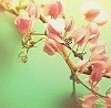 Ірина Сеник фотография #8 (источник - https://vk.com/id135695325)