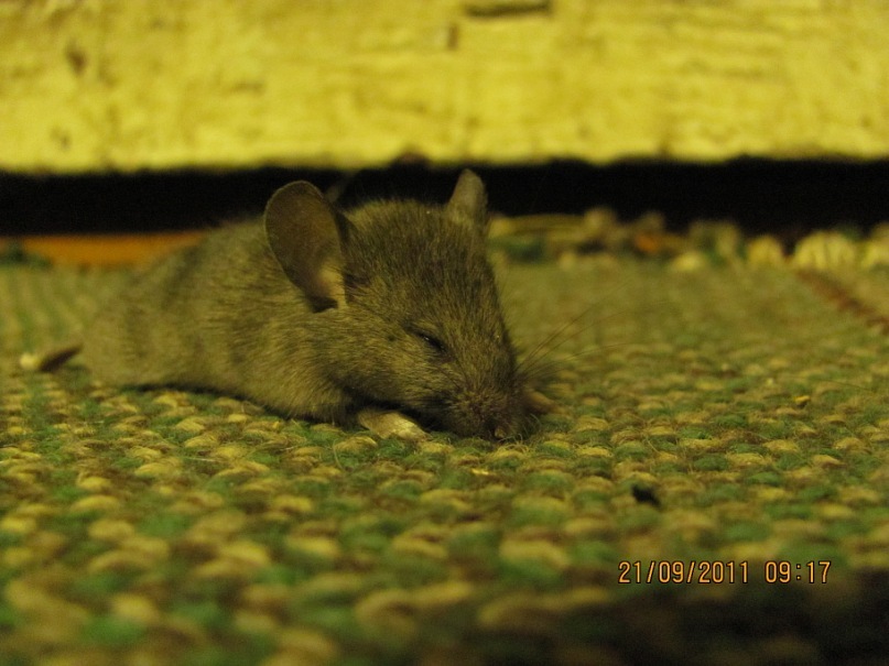 Ольга С фотография #34