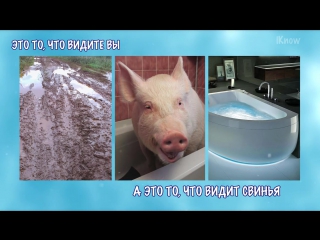МИР ГЛАЗАМИ ЖИВОТНЫХ