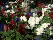 Фотография Суворовой Анны