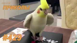 Приколы июнь 2019 №429
