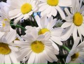 Фотография Евстегнеевой Кати