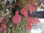 Фотография Пазяева Григория