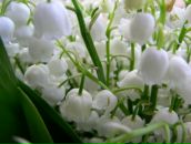 Фотография Лиходеевской Елены