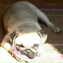 Фотография Павловой Дашустик