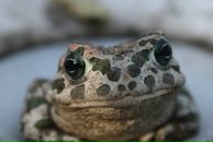 Фотография Преображенской Нади