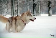 Вадим Плотников фотография #10 (источник - https://vk.com/id4696060)