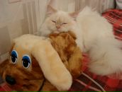 Ольга Селиванова фотография #14 (источник - https://vk.com/id878078)