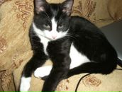 Фотография Сеняпкина Алёна