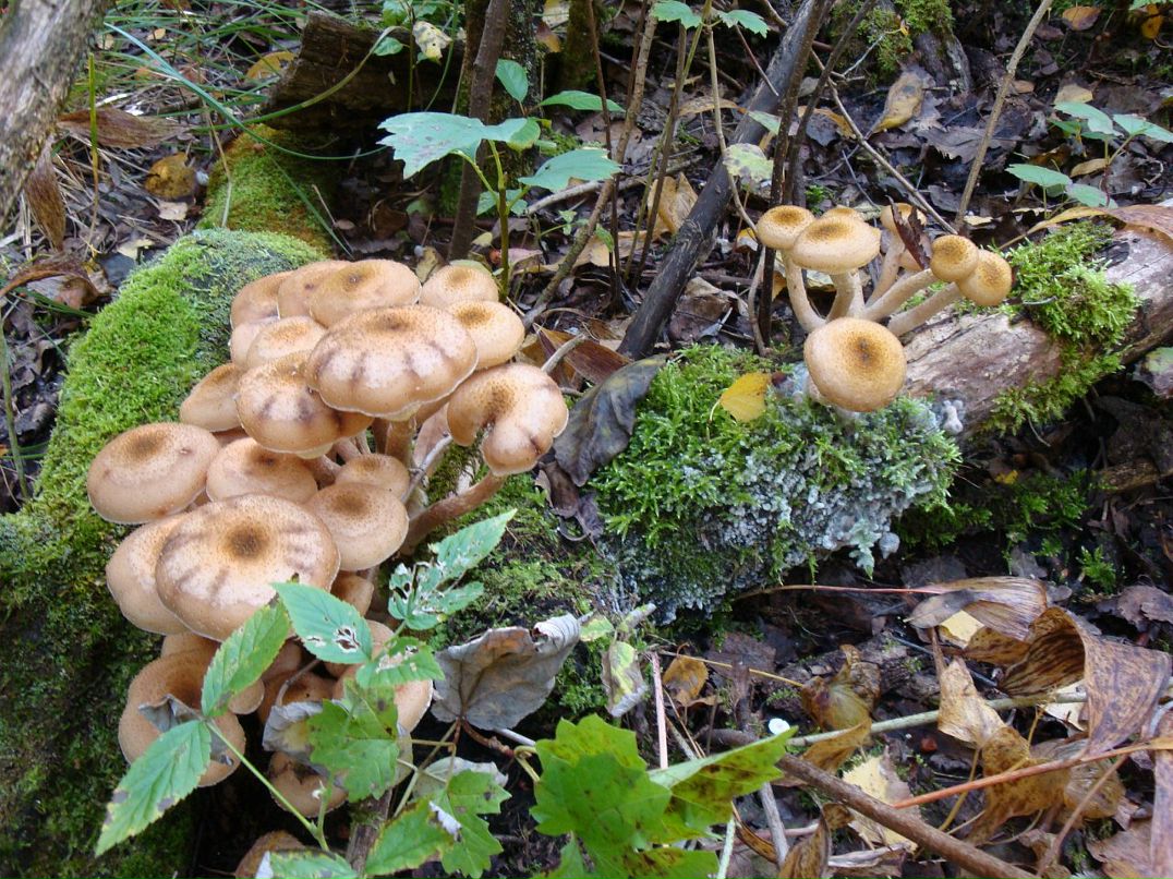 Эмма Кубло фотография #37