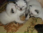 Фотография Сафоновой Юлии