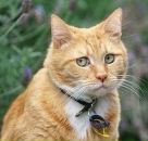 Фотография Барабаса Андрея