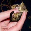 Діана Береза фотография #15 (источник - https://vk.com/id157656163)