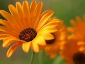 Фотография Григорьевой Надюшки