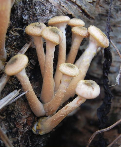 Михаил Яковлев фото №10