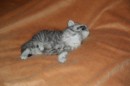 Кот Салтыков фотография #15 (источник - https://vk.com/id82408447)
