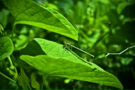 Йохан Кашпировский фотография #22 (источник - https://vk.com/id3096701)