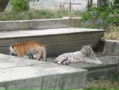 Надя Кіданецька фотография #23 (источник - https://vk.com/id103553217)