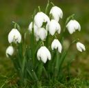 Алюсік Фурда фотография #19 (источник - https://vk.com/id150644834)