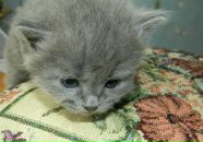 Фотография Садиловой Алёны